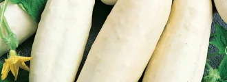بذر خیار سفید